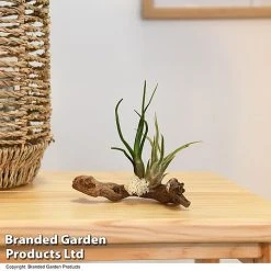 Air Plants (Tillandsia) On Mini Wooden Log -plant TILL WOODENLOG T47201