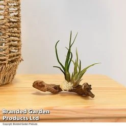 Air Plants (Tillandsia) On Mini Wooden Log -plant TILL WOODENLOG T47202