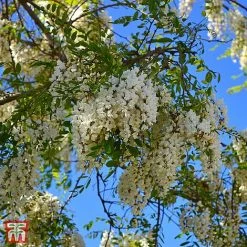 Wisteria Brachybotrys 'Kapiteyn Fuji'