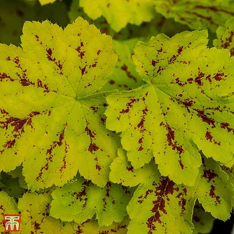 Heucherella 'Solar Power' 1 Heucherella 'Solar Power'