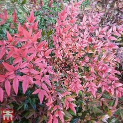 Nandina Domestica 'Flirt'