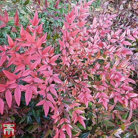 Nandina Domestica 'Flirt' 1 Nandina Domestica 'Flirt'