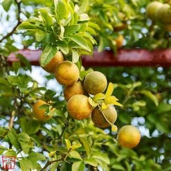 Citrus Trifoliata
