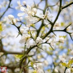 Citrus Trifoliata -plant TKA3374 CITR 3