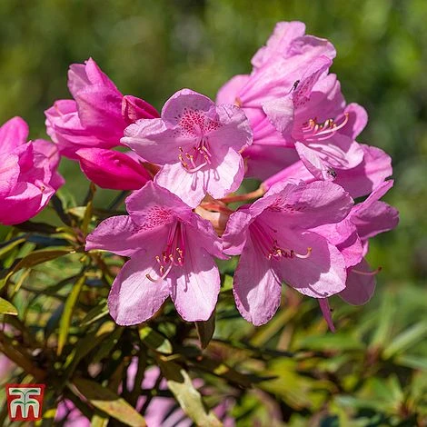Rhododendron 'Graziella' 2 Rhododendron 'Graziella' - Image 2