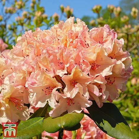 Rhododendron 'Tortoiseshell Orange' 2 Rhododendron 'Tortoiseshell Orange' - Image 2