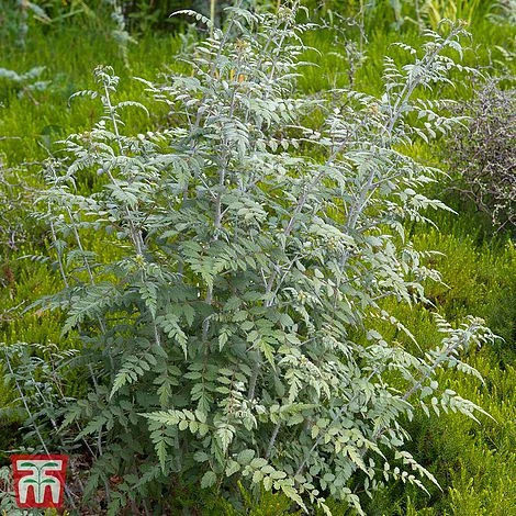 Rubus Thibetanus 1 Rubus Thibetanus