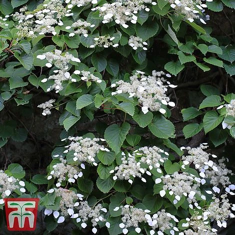 Schizophragma Integrifolium 'Windmills' 1 Schizophragma Integrifolium 'Windmills'