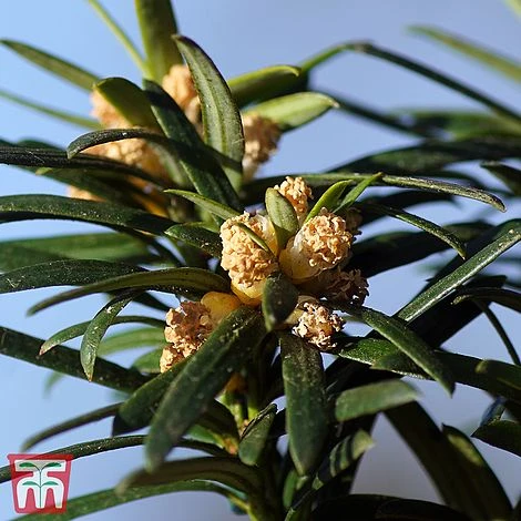 Taxus Baccata 'Fastigiata Robusta' 2 Taxus Baccata 'Fastigiata Robusta' - Image 2