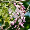 Wisteria Brachybotrys 'Showa-beni'