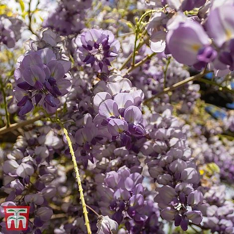 Wisteria Sinensis 'Amethyst' 2 Wisteria Sinensis 'Amethyst' - Image 2