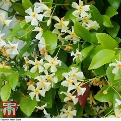 Trachelospermum Jasminoides 'Star Of Toscana' 5 Trachelospermum Jasminoides 'Star Of Toscana' -plant TRAC T71895 B