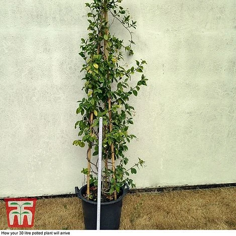 Trachelospermum Jasminoides 'Star Of Toscana' 2 Trachelospermum Jasminoides 'Star Of Toscana' - Image 2