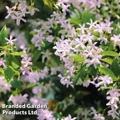 Trachelospermum Trio -plant TRAC PINKYWING L21451