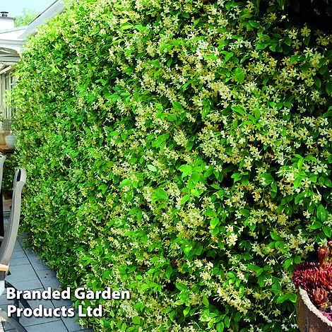 Trachelospermum Jasminum 'Star Of Toscana' 2 Trachelospermum Jasminum 'Star Of Toscana' - Image 2