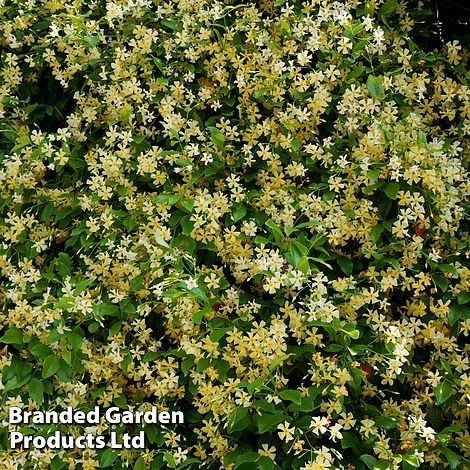 Trachelospermum Jasminum 'Star Of Toscana' 3 Trachelospermum Jasminum 'Star Of Toscana' - Image 3