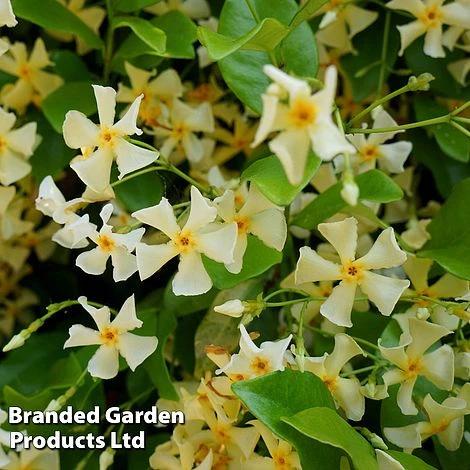 Trachelospermum Jasminum 'Star Of Toscana' 1 Trachelospermum Jasminum 'Star Of Toscana'