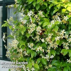 Trachelospermum Trio -plant TRAC STAROFTOS T40591