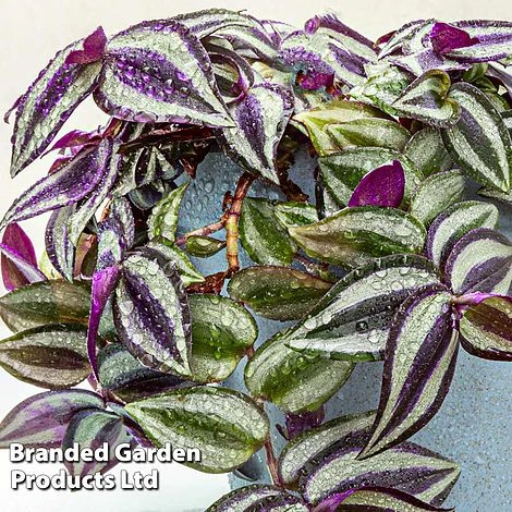 Tradescantia 'Pink Joy' 2 Tradescantia 'Pink Joy' - Image 2