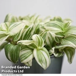 Tradescantia 'Brightness' -plant TRAD BRIGHTNES T49392