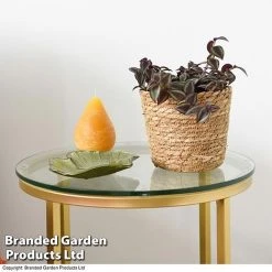 Tradescantia Purple Passion -plant TRAD PURPPASSI T39010