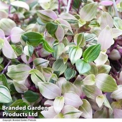 Tradescantia Albilfora 'Tricolor Rosa' -plant TRAD TRICOLOR T44793