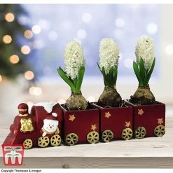 Train Set - Gift -plant TRAI WGKB7083 A