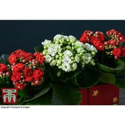 Train Set - Gift -plant TRAI WGKB7083 D