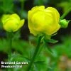 Trollius Europaeus Lemon Queen