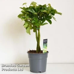 Umbrella Plant With Braided Stem -plant UMBR BRAIDSTEM