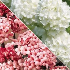Viburnum Duo -plant Untitled 119