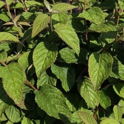 Viburnum Plicatum F. Tomentosum -plant VIBU T63583 A h