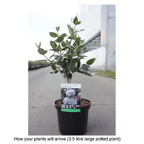 Viburnum X Burkwoodii 'Anne Russell' 2 Viburnum X Burkwoodii 'Anne Russell' - Image 2