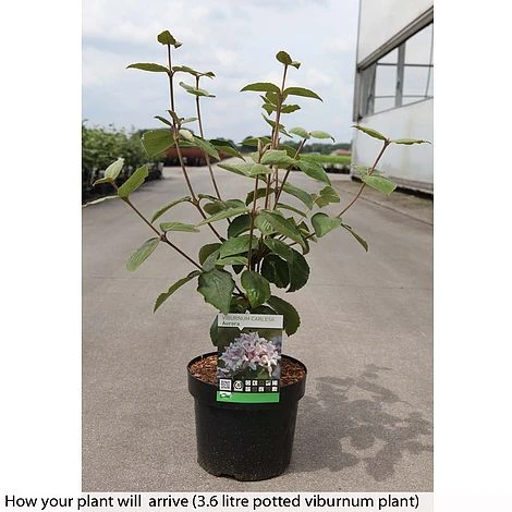 Viburnum Carlesii 'Aurora' 2 Viburnum Carlesii 'Aurora' - Image 2