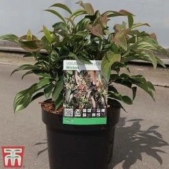 Viburnum X Hillieri 'Winton' -plant VIBU TKA3680 C