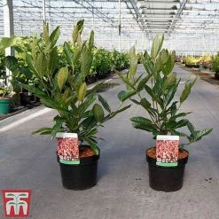 Viburnum Nudum 'Brandywine' -plant VIBU TKA3684 A