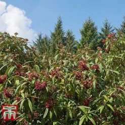 Viburnum Rhytidophyllum -plant VIBU TKA3692 C