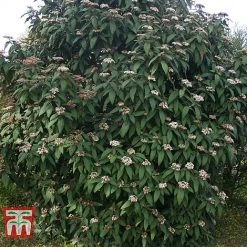 Viburnum Rhytidophyllum -plant VIBU TKA3692 D