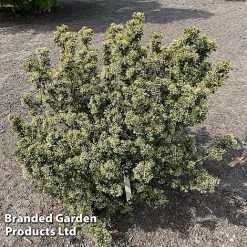 Viburnum 'Fairy Stars' 12 Viburnum 'Fairy Stars' -plant VIBU FAIRYSTAR S49451