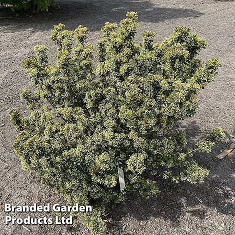 Viburnum 'Fairy Stars' 6 Viburnum 'Fairy Stars' - Image 6