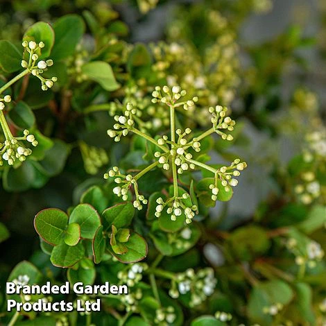 Viburnum 'Fairy Stars' 2 Viburnum 'Fairy Stars' - Image 2