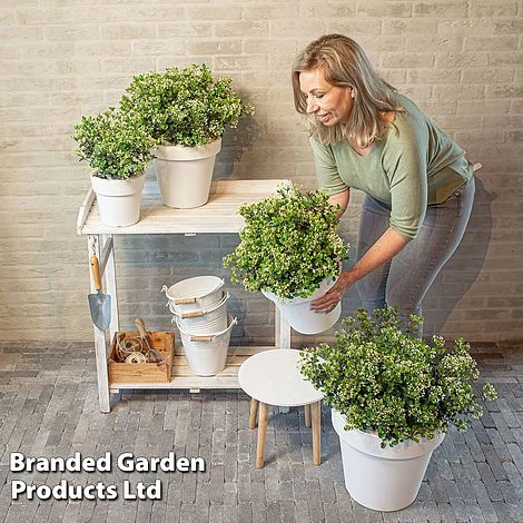 Viburnum 'Fairy Stars' 3 Viburnum 'Fairy Stars' - Image 3