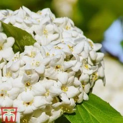 Viburnum X Carlcephalum -plant VIRB t79114 C