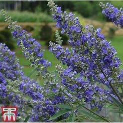 Vitex Agnus-castus 'Delta Blues'