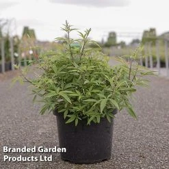 Vitex Agnus-castus 'Galactic Pink'