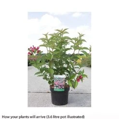 Weigela 'Bristol Ruby' -plant WEIG T66524 A h