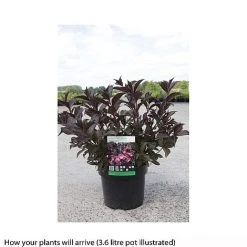 Weigela Florida 'Alexandra' -plant WEIG T66525 B h