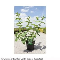 Weigela Middendorffiana -plant WEIG T66530 B h