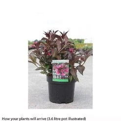 Weigela 'Naomi Campbell' -plant WEIG T66533 A h
