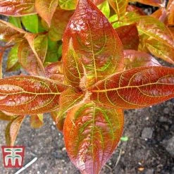 Weigela Florida 'Wings Of Fire' -plant WEIG T66535 F